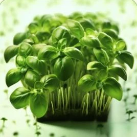 Microverdes de albahaca