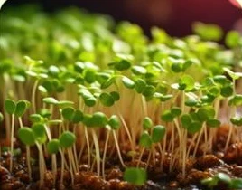 Microverdes creciendo