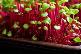 Microverdes de tallos rojizos