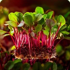 Microverdes de remolacha de tallos rojos