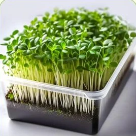 Microverdes de rúcula en una bandeja